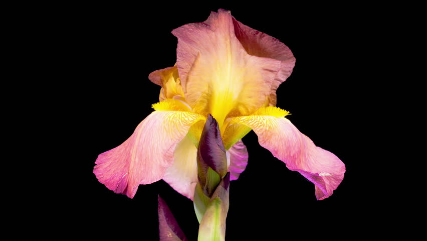 Iris Blossoms. Blooming Red Yellow Iris Flower on Black Background. Time Lapse. 4K.