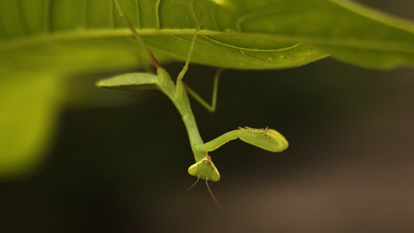 A small praying mantis hangs on a leaf in the wild and nature. The wind blows the leaf and it looks into the camera. Close-up, macro. Beautiful insect.
