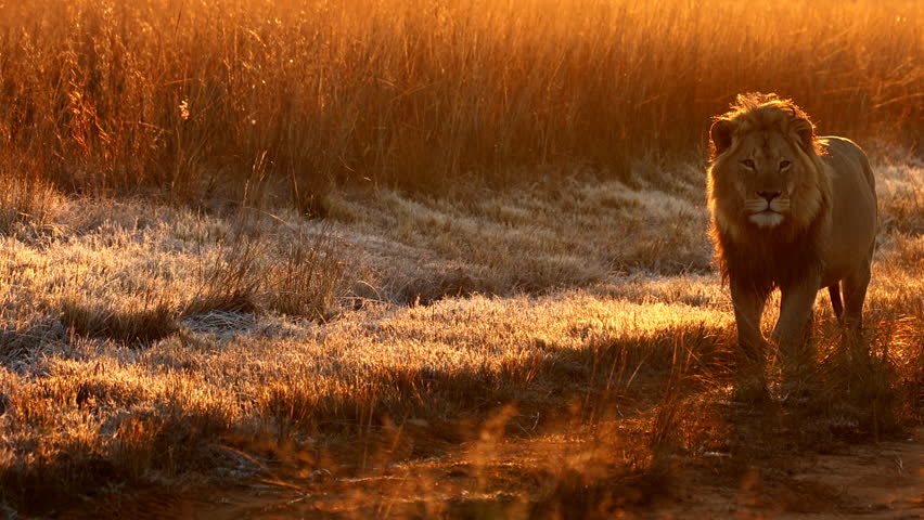 Condensation from walking male lion's breath in cold safari morning sunrise