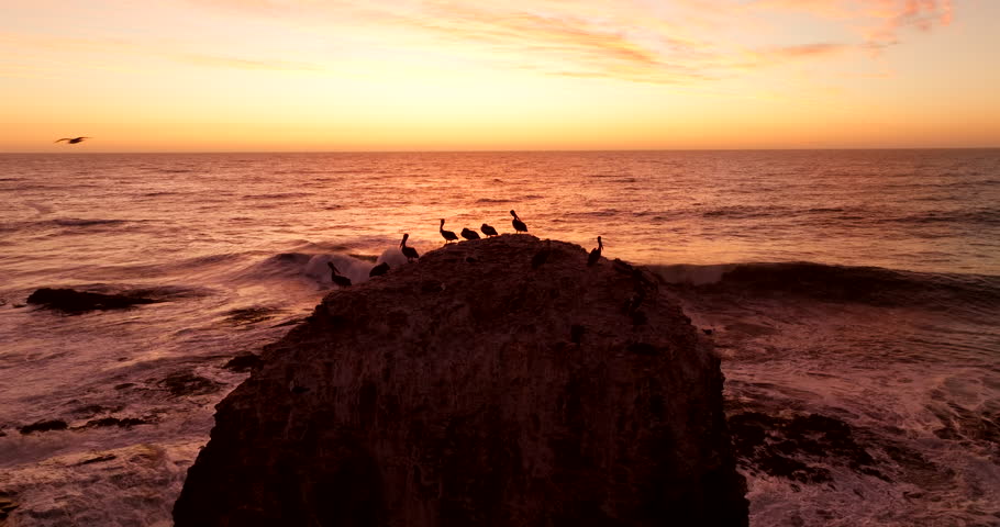 Pelicans on round coastal boulder with crashing waves backlit by golden sunset