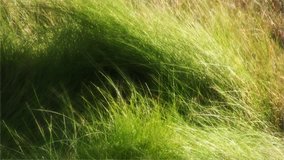 Tall grass swaying in wind with glow