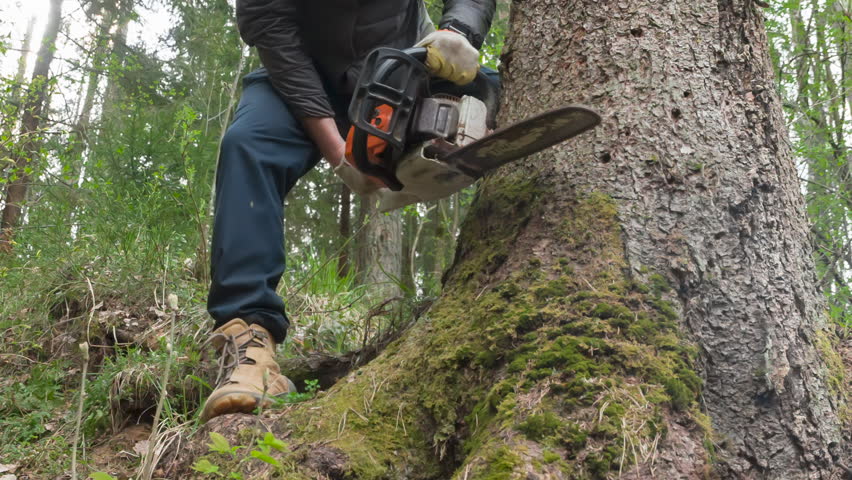 Outdoor Lumberjack Job. A lumberjack with a chainsaw starts felling a large pine tree against the backdrop of a wild forest
