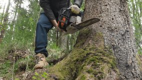 Outdoor Lumberjack Job. A lumberjack with a chainsaw starts felling a large pine tree against the backdrop of a wild forest - Powered by Shutterstock - Get 15% off with code: PIKWIZARD15