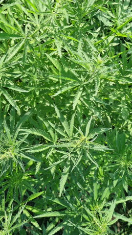 Lush green industrial hemp plants thrive in a vast agricultural field, showcasing their potential for various applications