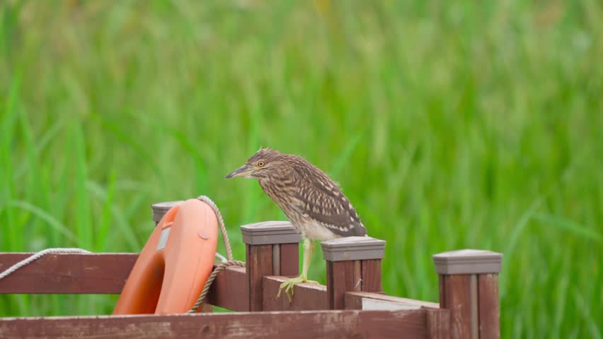 A Female Black-crowned Night-Heron Standing on a Wooden Deck
