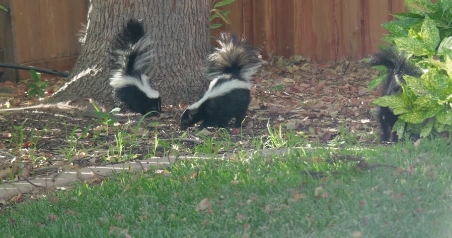 Three skunks forage near a tree in a backyard, their bushy striped tails raised in alert amid fallen leaves and grass