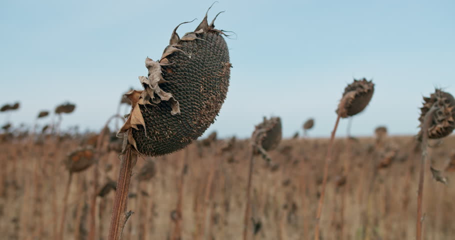 Abandoned sunflower field in late autumn, dry plants and signs of agricultural decline