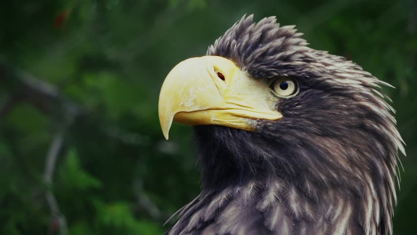 Steller’s Sea Eagle Close-Up 4K Ultra HD | Majestic Bird of Prey Head Detail