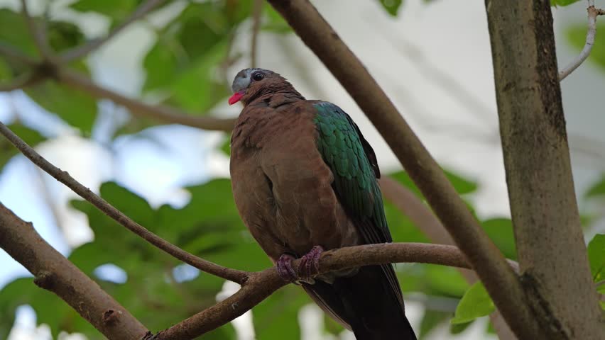 A Close-up of an Emerald Dove perched quietly, displaying iridescent green wings and soft pink chest feathers