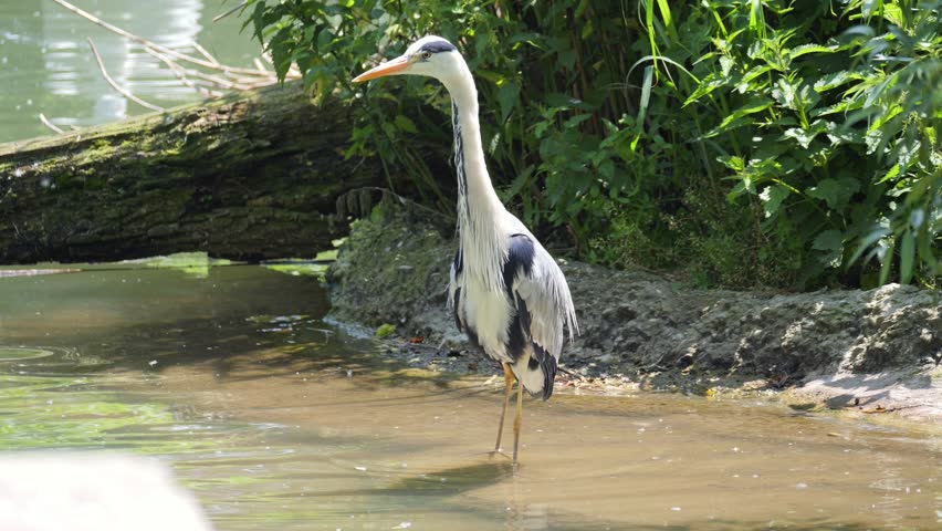A gray heron (Ardea cinerea) wading in shallow water, with long legs, grey wings, sunlight reflects on water, framed by lush greenery, fallen log