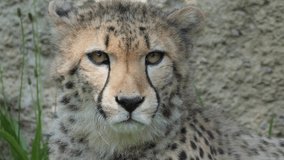 A close up, selective focus shot of cheetah face with golden eyes staring straight ahead and sharp fur against a soft, blurred background - Powered by Shutterstock - Get 15% off with code: PIKWIZARD15