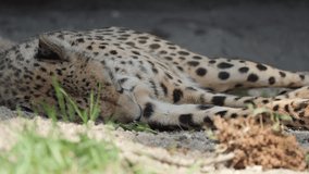 A close up shot of a cheetah with sharp, spotted fur, resting in dry grass within its natural habitat - Powered by Shutterstock - Get 15% off with code: PIKWIZARD15