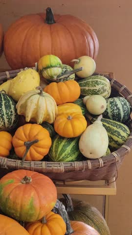 A vertical pan shot showcasing a vibrant assortment of pumpkins and gourds from a farm in Da Lat, Vietnam. The produce is beautifully displayed on wooden shelves and baskets in a cozy cafe, perfect fo