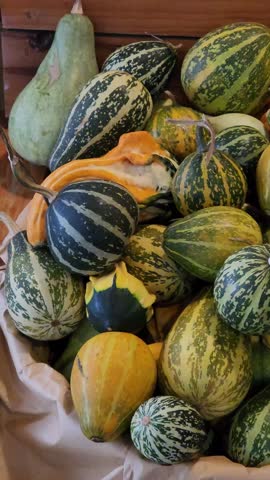 A vertical pan shot showcasing a beautiful variety of decorative gourds and squash from a Da Lat farm. The footage highlights their unique patterns and colors, perfect for themes of autumn, harvest, a