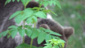 
A brown bear (Ursusarctos) with a white blaze on its chest moves slowly through a forested area. The video shows a close-up of the bear's head and shoulders as it forages among green plants. - Powered by Shutterstock - Get 15% off with code: PIKWIZARD15