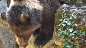 
A close-up of a brown bear (Ursusarctos) standing on a rocky surface. The bear looks down and licks its nose, showcasing its fur and powerful claws. - Powered by Shutterstock - Get 15% off with code: PIKWIZARD15