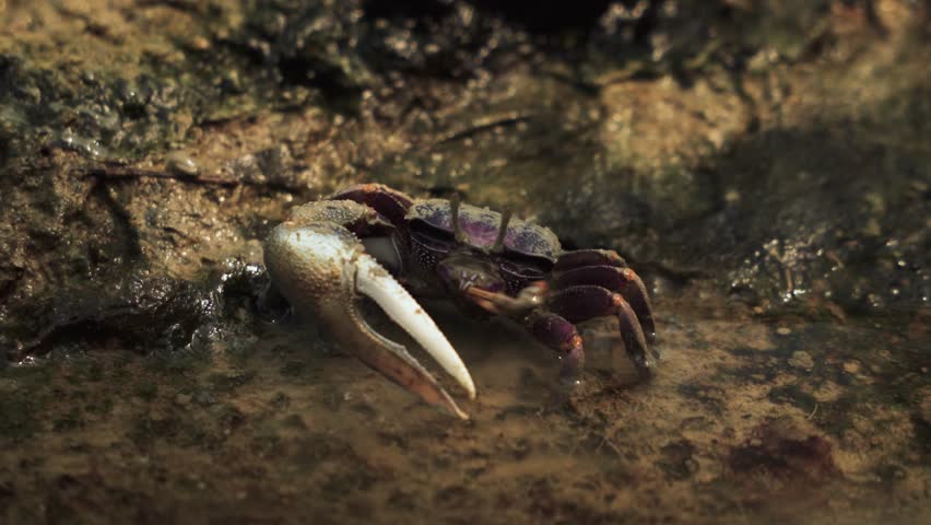 Fiddler crab sitting on wet sand near water edge