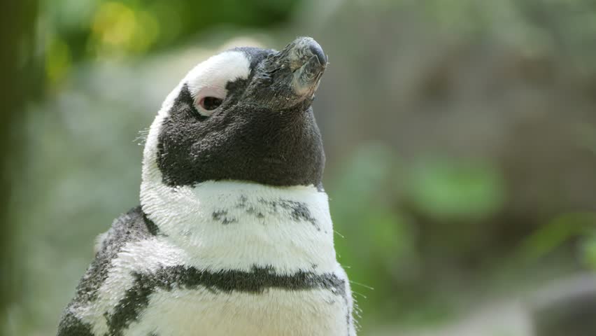 A Humboldt Penguin gazing attentively against a softly blurred natural background, its black and white plumage sharp in the gentle daylight