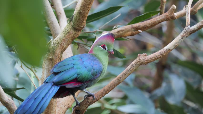 A colorful turaco with vibrant green feathers and red crown resting peacefully on a tree branch