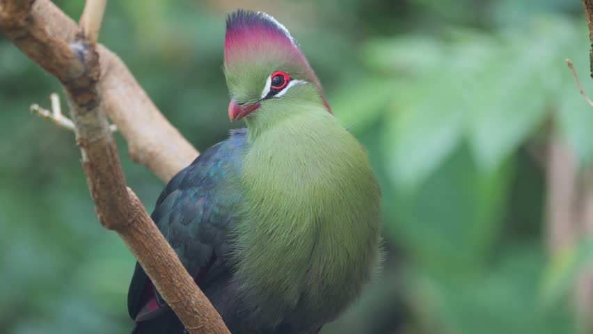 A close-up of vibrant green turaco bird with red crest and eye ring, perched on a tree branch