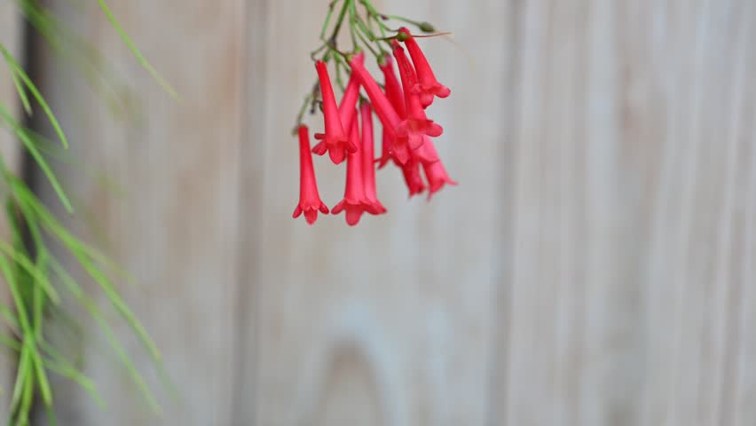  Russelia equisetiformis flowers, Coral red Tubular Flowers