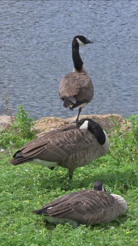 Canada Geese (Branta canadensis) relaxing by the side of a lake as two Egyptian Geese (Alopochen aegyptiaca) swim past. August, Kent, UK [Half speed] Vertical