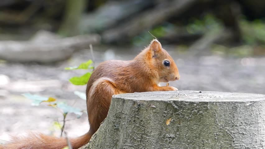 Small red squirrel (Sciurus vulgaris) feeds on a nut while perched on forest ground, surrounded by autumn foliage in its native woodland environment