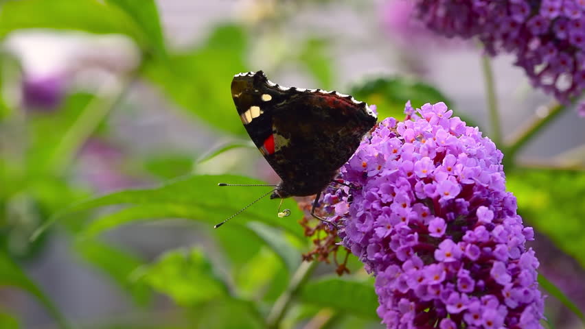 Red admiral butterfly (Vanessa atalanta) or red admirable with black wings, red bands, and white spots on purple flowers of butterfly bush (Buddleja davidii)
