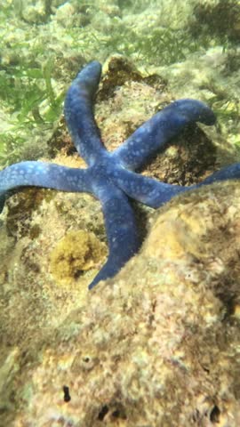 Vertical screen Blue Linckia starfish resting on coral rock in shallow tropical sea Underwater view of bright blue sea star on rocky coral with algae in clear water
