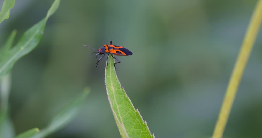 Boisea trivittata, also called the eastern boxelder bug also known as Maple bug native to Eastern North America.