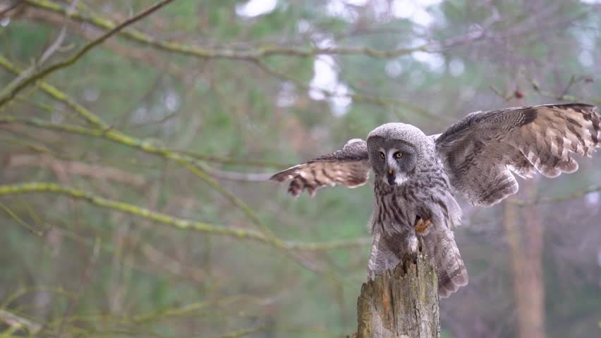 Great grey owl landing on the stump of an old tree in the middle of a winter deciduous forest. Natural scene of wild animals. 