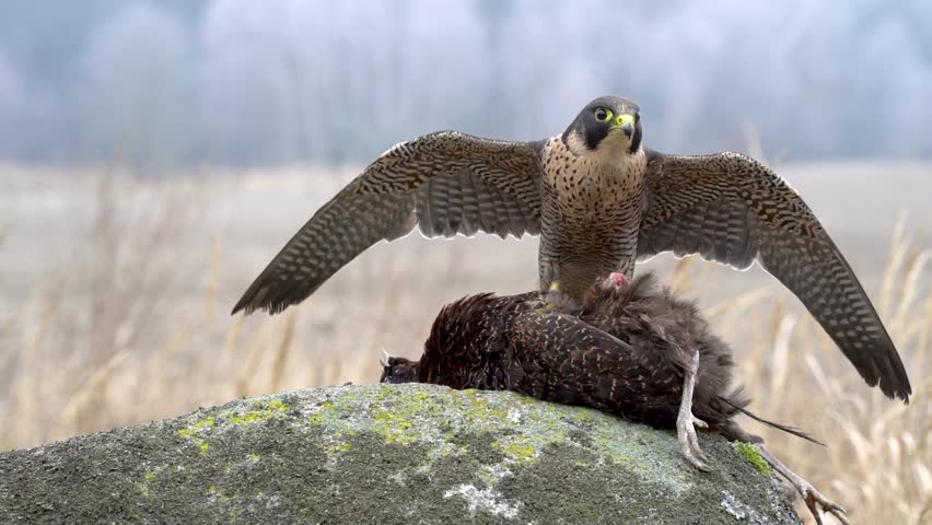 Peregrine falcon sitting on its prey, protecting it with its wings and shaking its feathers in slow motion. Hunted pray on stone with blurred background.