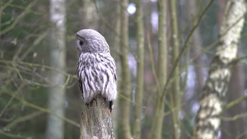 Bearded owl sitting on an old tree stump in the middle of a winter forest. Great grey owl wild forest scenery. 