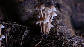 Cluster of Tiny Forest Mushrooms Mycena Fungi Growing on Mossy Ground	
 - Powered by Shutterstock - Get 15% off with code: PIKWIZARD15