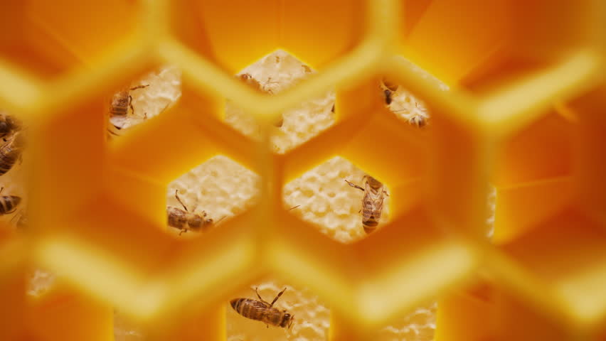 Extreme Macro Slider Shot Inside Beehive with Bees Working in Honeycomb Cells