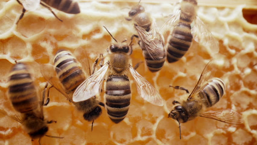 Busy Bees Family Working In Wooden Hive. Apiary, Beekeeping, Collective Work 