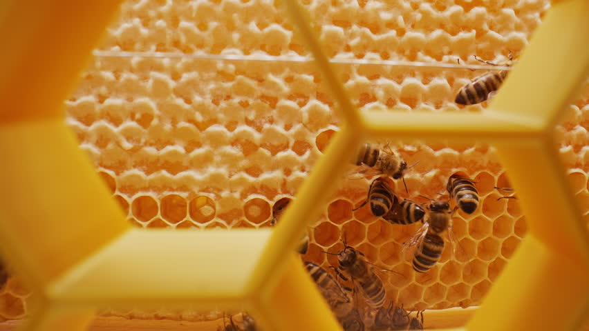 Bees Family Working Inside hive between frames with brood. Hexagonal Honeycombs.