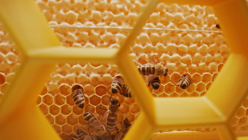 Bees Family Working Inside hive between frames with brood. Hexagonal Honeycombs.