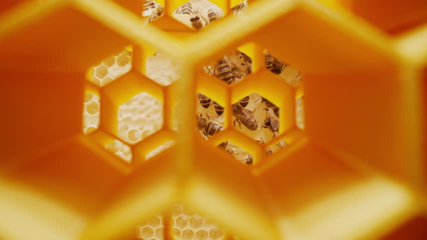 Extreme Macro Slider Shot Inside Beehive with Bees Working in Honeycomb Cells
