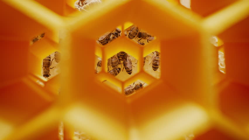 Extreme Macro Slider Shot Inside Beehive with Bees Working in Honeycomb Cells