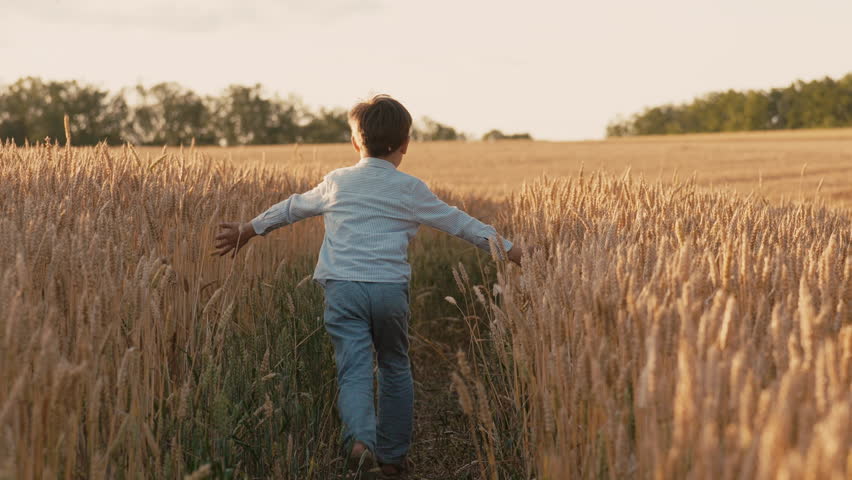 Little Boy Running In Wheat Field Path, Touching Golden Ears. Rural life, family
