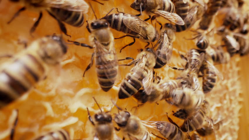Bees Swarming In Honeycomb, Super Macro Footage. Insects Working Beehive, Honey