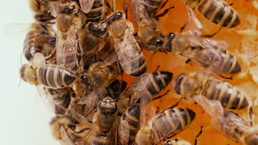 Bees Swarming In Honeycomb, Super Macro Footage. Insects Working Beehive, Honey