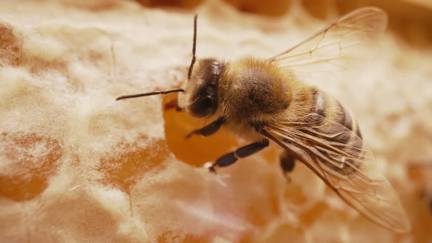 Insect Working On Honeycomb In Apiary. Life Of Carniolan Honey Bee In Hive.Macro