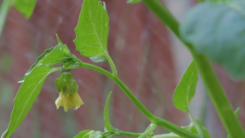 Tomatillo plant with bloom with watering being bone in the background 