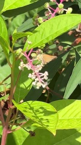 Video of insect pollinators feeding on flowers