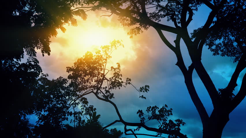 Jungle With Birds Flying Past In Sun Glow
