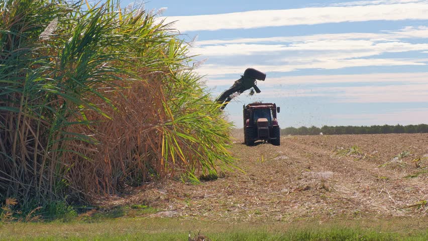harvesting sugar cane, tractor and harvester farm machinery, agriculture food crop in Queensland Australia