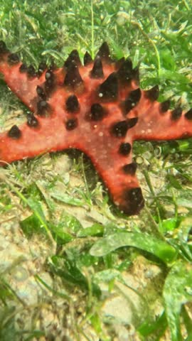 Vertical screen Spotted tropical starfish crawling through seagrass in shallow reef Chocolate chip sea star moving across green algae and sand underwater