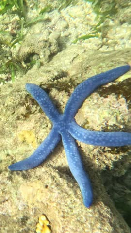 Vertical screen Close-up of vivid blue sea star on coral and algae in tropical reef Detailed underwater shot of Linckia starfish on textured coral surface in shallow sea